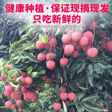 荔枝新鲜水果大果甘甜5斤荔枝冷冻妃子笑白糖罂桂味孕妇水