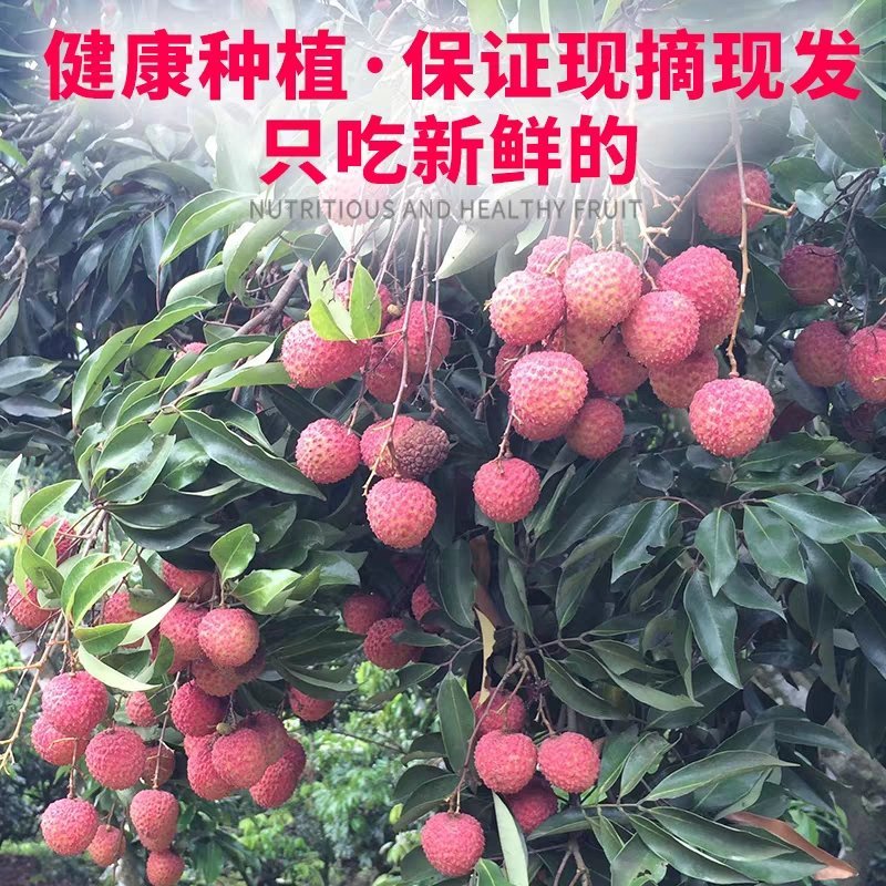 荔枝新鲜水果大果甘甜5斤荔枝冷冻妃子笑白糖罂桂味孕妇水