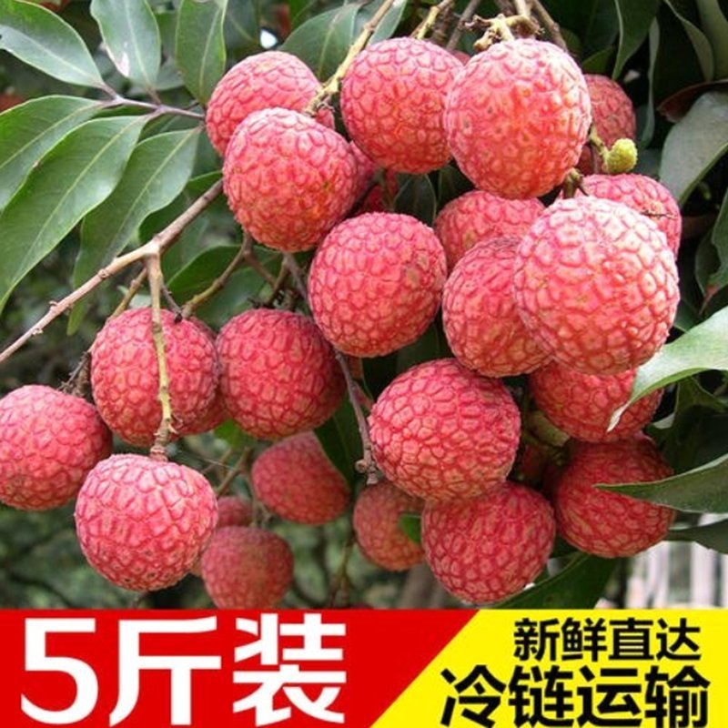 荔枝新鲜水果大果甘甜5斤荔枝冷冻妃子笑白糖罂桂味孕妇水