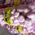 精品鲜大蒜，皮薄，5公分以上，过筛，扒皮蒜，诚信接单