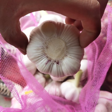 精品鲜大蒜，皮薄，5公分以上，过筛，扒皮蒜，诚信接单