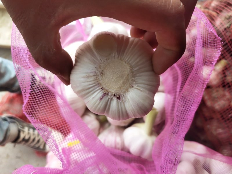 精品鲜大蒜，皮薄，5公分以上，过筛，扒皮蒜，诚信接单