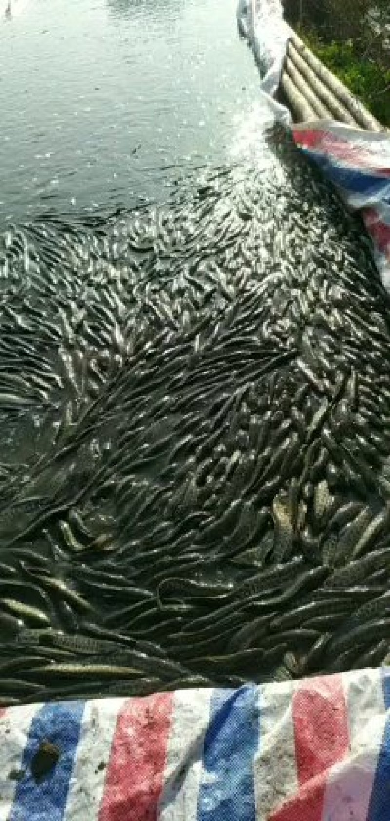 黑鱼苗供应