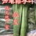 粽叶（芦苇叶野生）江苏连云港产地直销，批发零售！全国发货