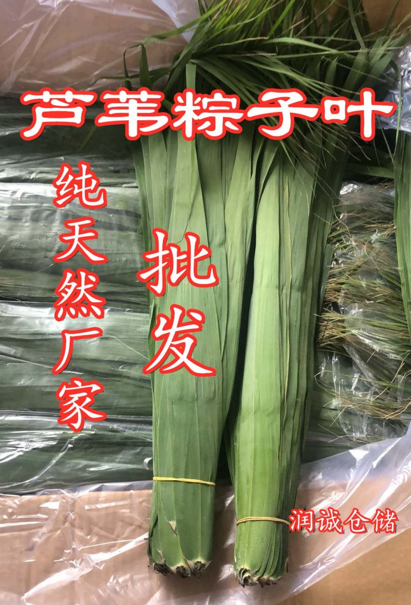 粽叶（芦苇叶野生）江苏连云港产地直销，批发零售！全国发货