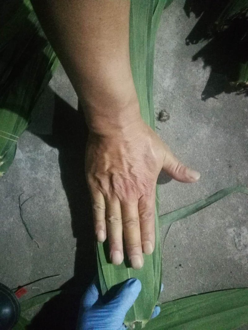 粽叶（芦苇叶野生）江苏连云港产地直销，批发零售！全国发货
