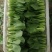 精品青菜，常年不断货
