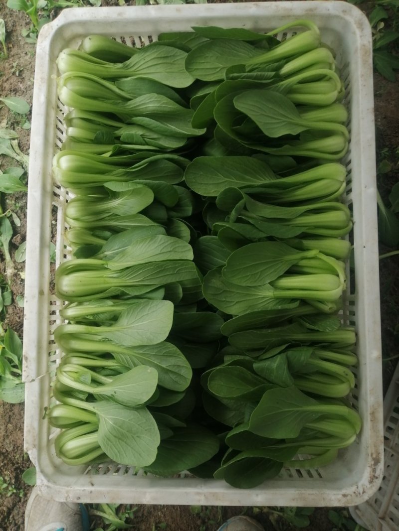 精品青菜，常年不断货