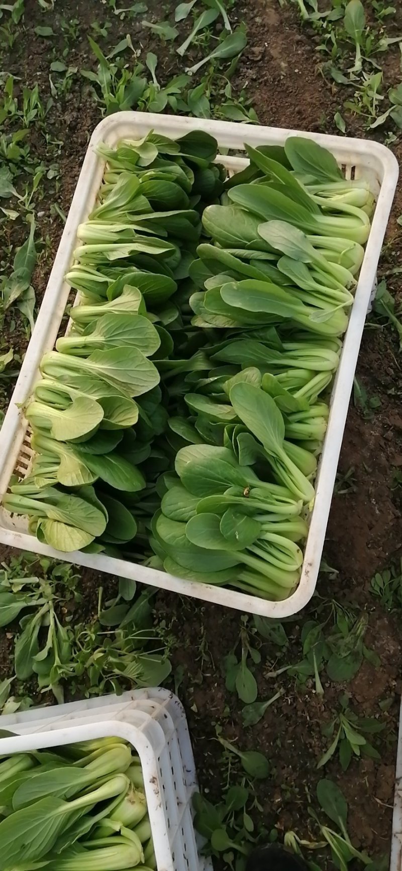 精品青菜，常年不断货