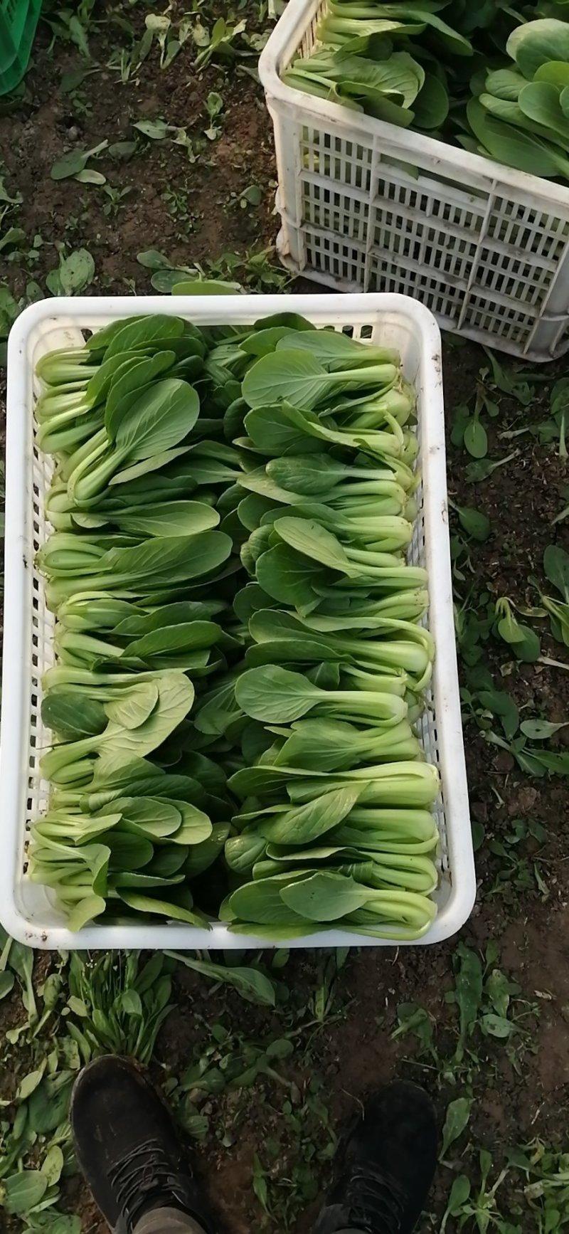 精品青菜，常年不断货