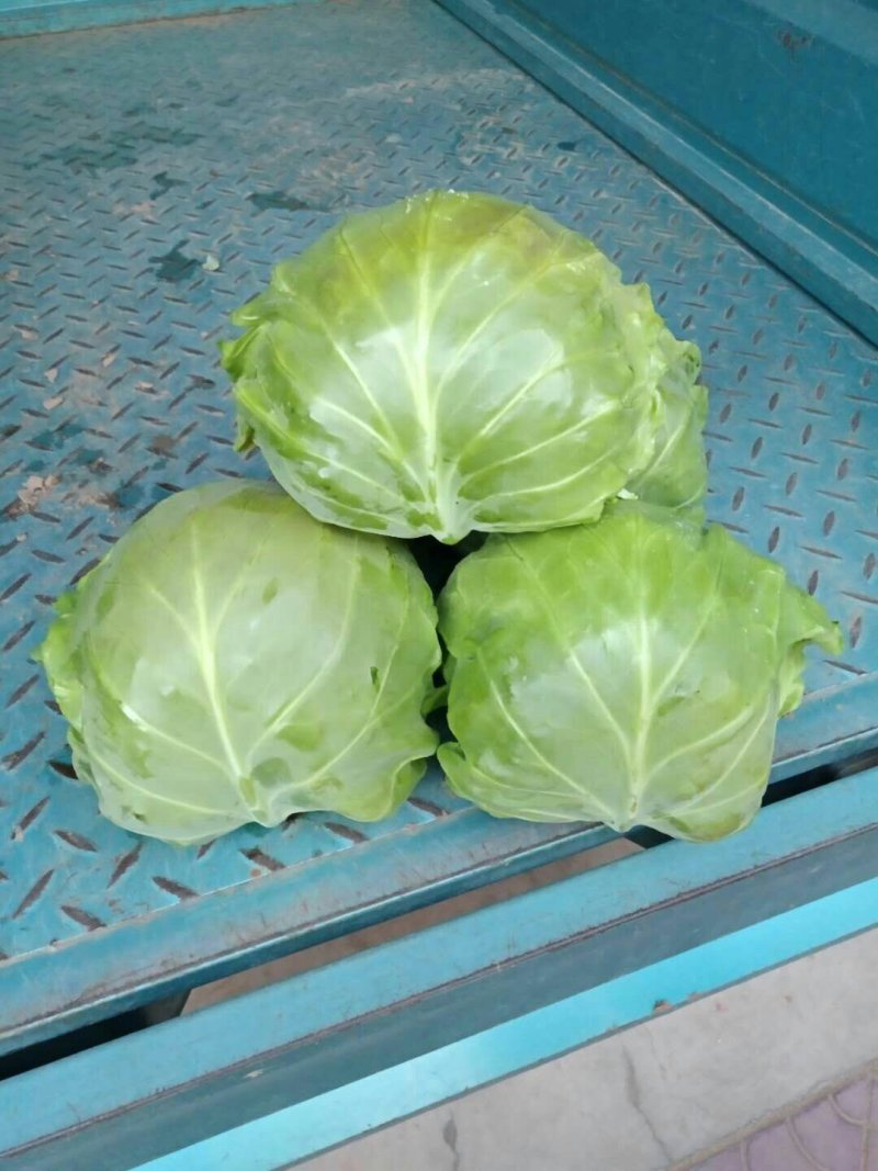 河北定州蔬菜基地甘蓝大量上市