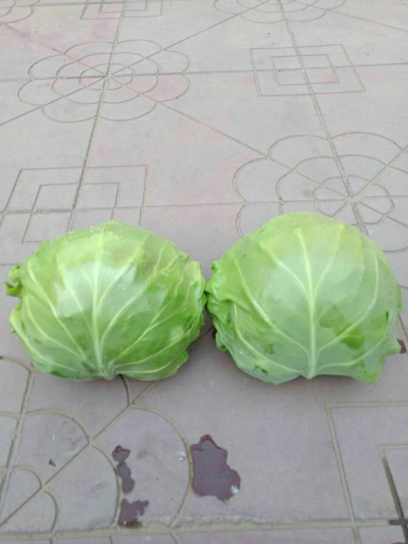 河北定州蔬菜基地甘蓝大量上市