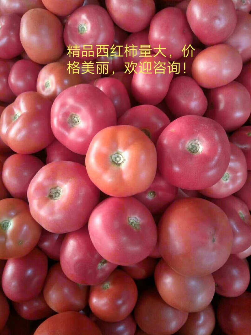 精品西红柿，电商市场代加工，一件代发一站式服务