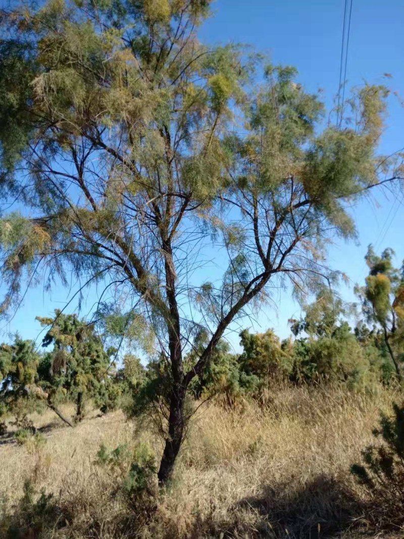 盐松基地，规格齐全，量大质优价廉，服务周到，成活率高。