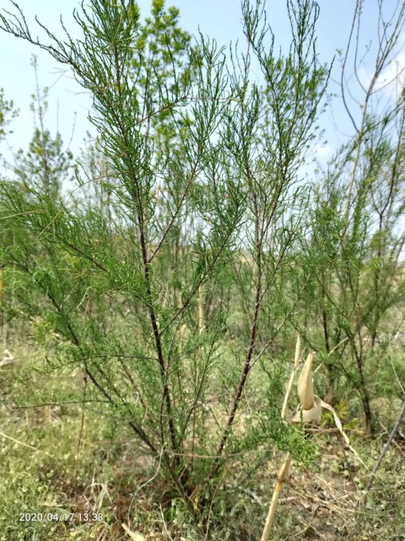 盐松基地，规格齐全，量大质优价廉，服务周到，成活率高。
