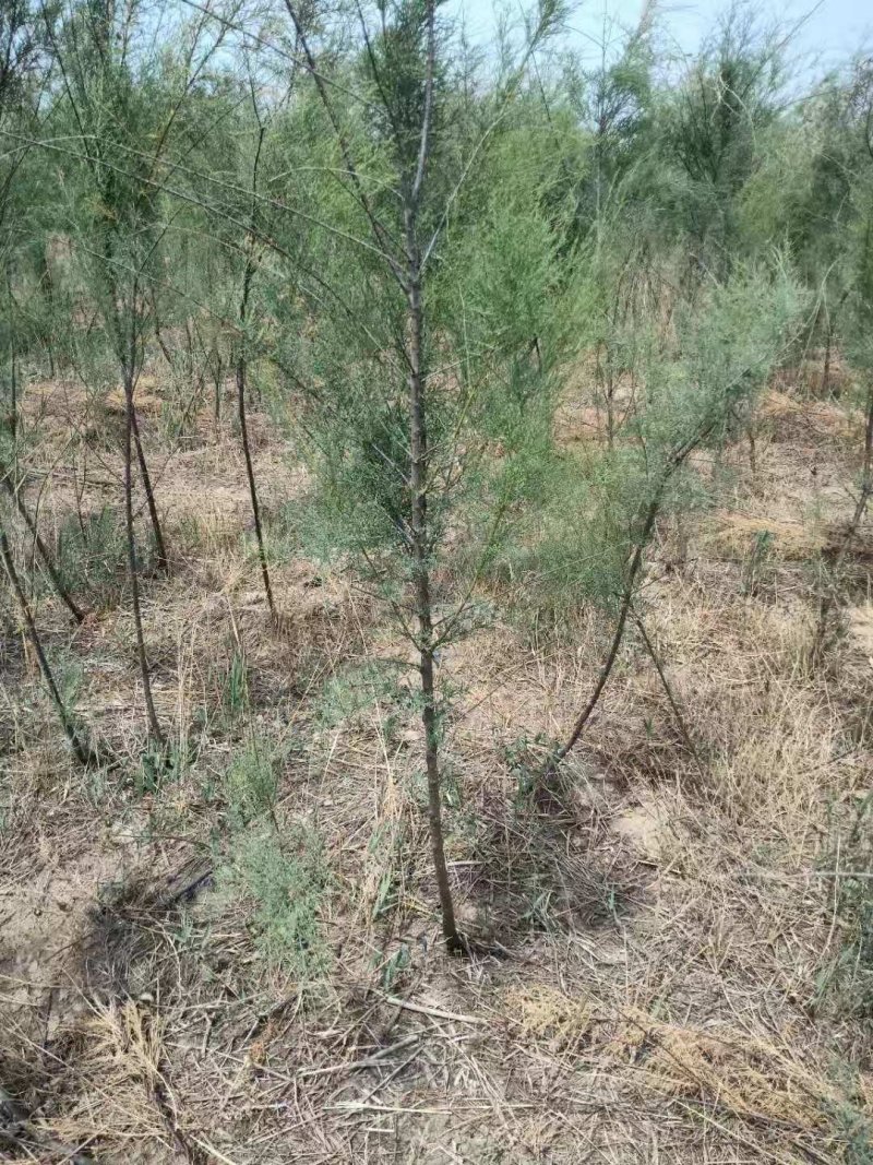 盐松基地，规格齐全，量大质优价廉，服务周到，成活率高。