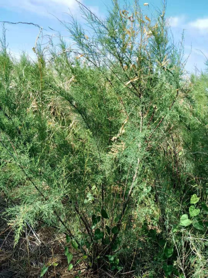 盐松基地，规格齐全，量大质优价廉，服务周到，成活率高。