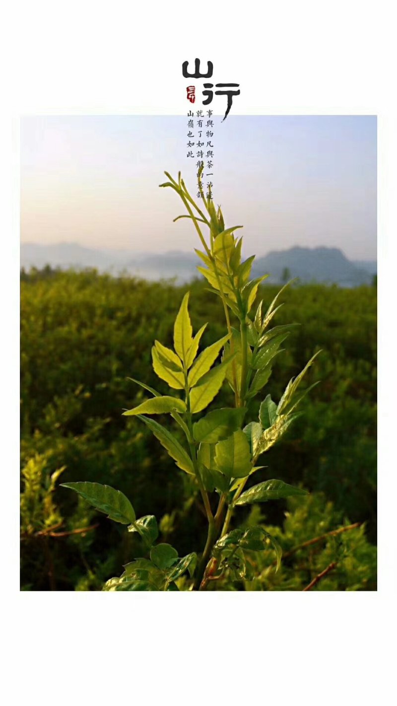 世界硒都湖北恩施来凤藤茶（龙须）量多请咨询客服