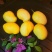 圣德龙芒果