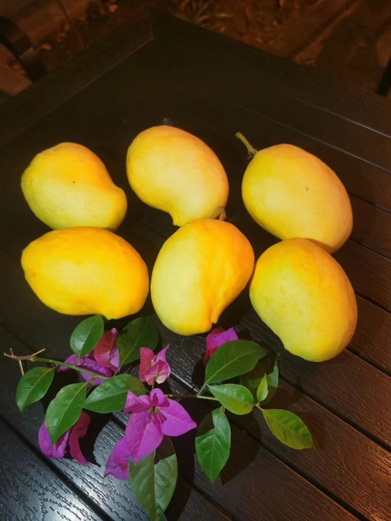 圣德龙芒果