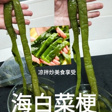 裙带菜梗海白菜梗凉拌海白菜梗海中珍品菜包邮