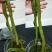 裙带菜梗海白菜梗凉拌海白菜梗海中珍品菜包邮