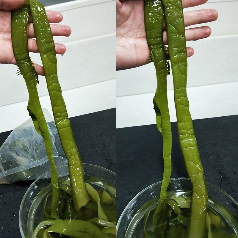 裙带菜梗海白菜梗凉拌海白菜梗海中珍品菜包邮