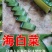 裙带菜梗海白菜梗凉拌海白菜梗海中珍品菜包邮