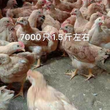 脱温鸡