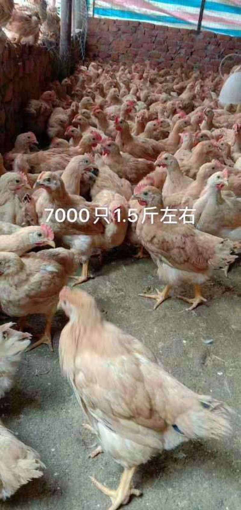 脱温鸡