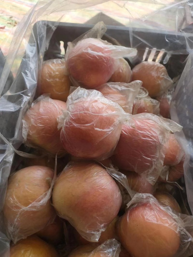 《优质精品红富士苹果》糖心富士，质量上乘火热预售中！