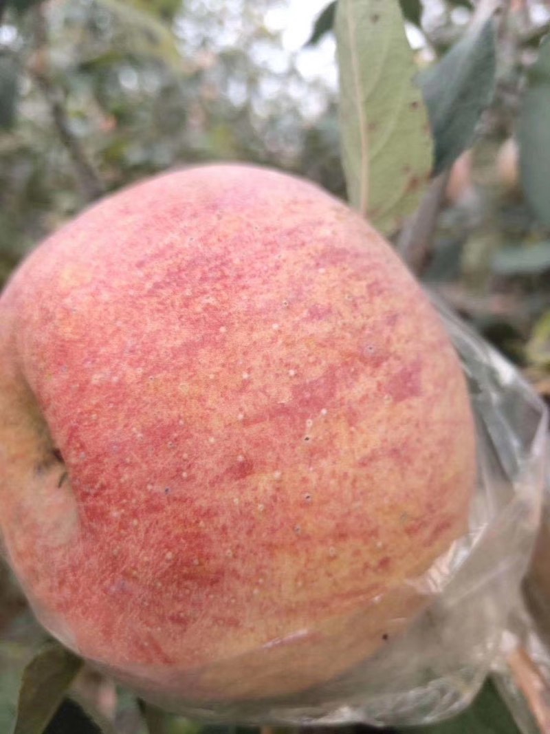 《优质精品红富士苹果》糖心富士，质量上乘火热预售中！