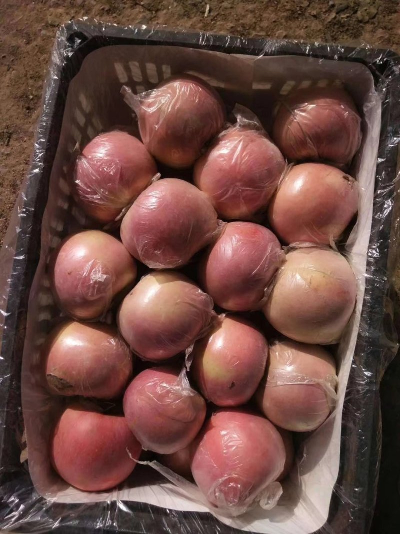 《优质精品红富士苹果》糖心富士，质量上乘火热预售中！