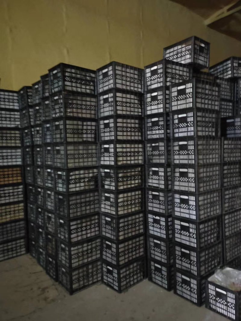 《优质精品红富士苹果》糖心富士，质量上乘火热预售中！