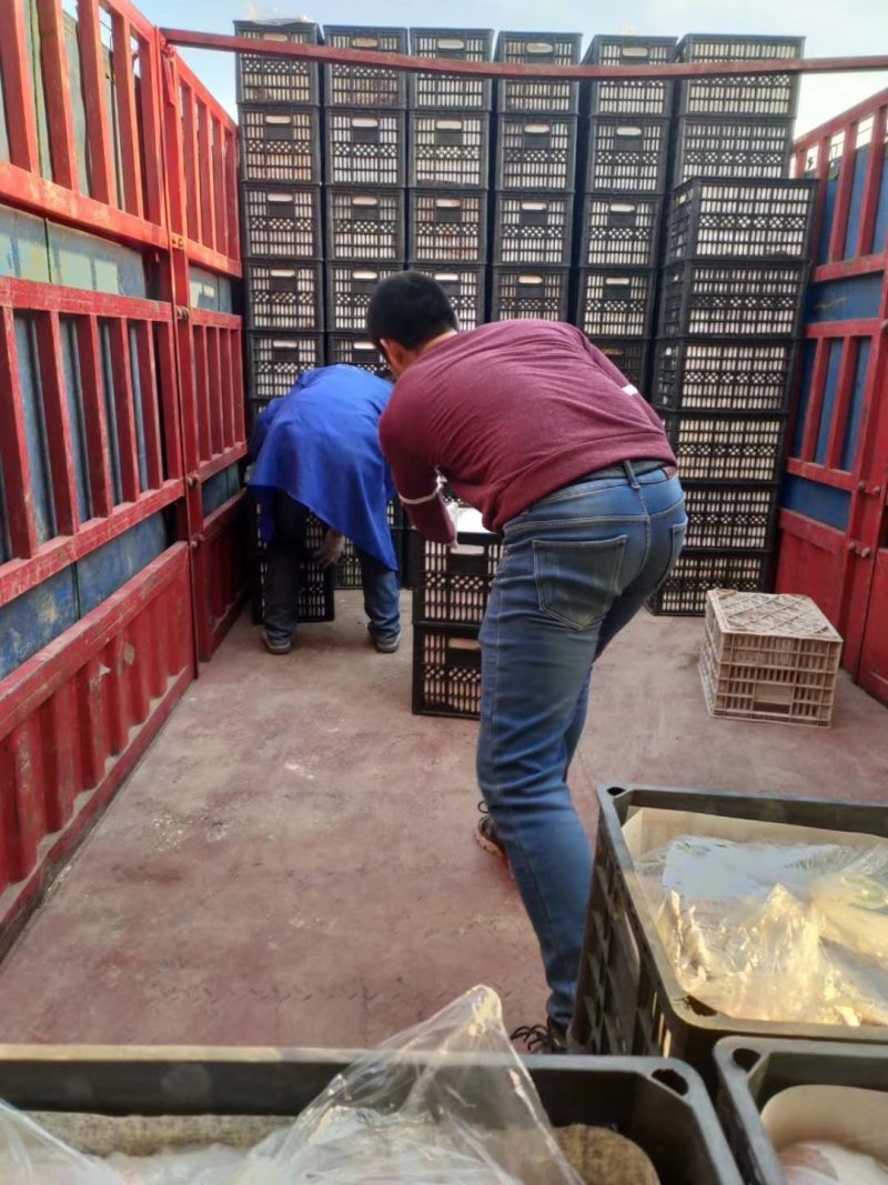 《优质精品红富士苹果》糖心富士，质量上乘火热预售中！