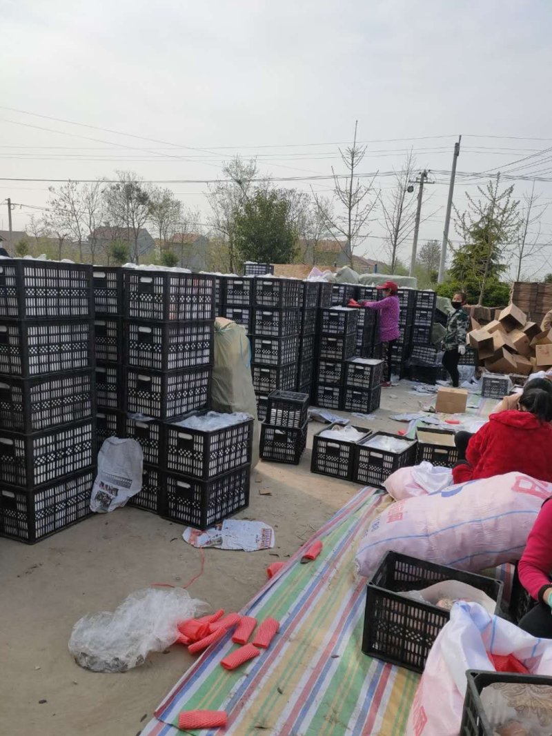 《优质精品红富士苹果》糖心富士，质量上乘火热预售中！