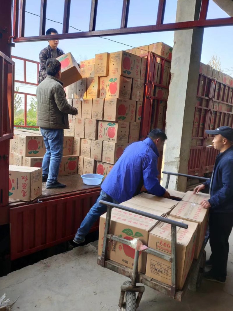 《优质精品红富士苹果》糖心富士，质量上乘火热预售中！
