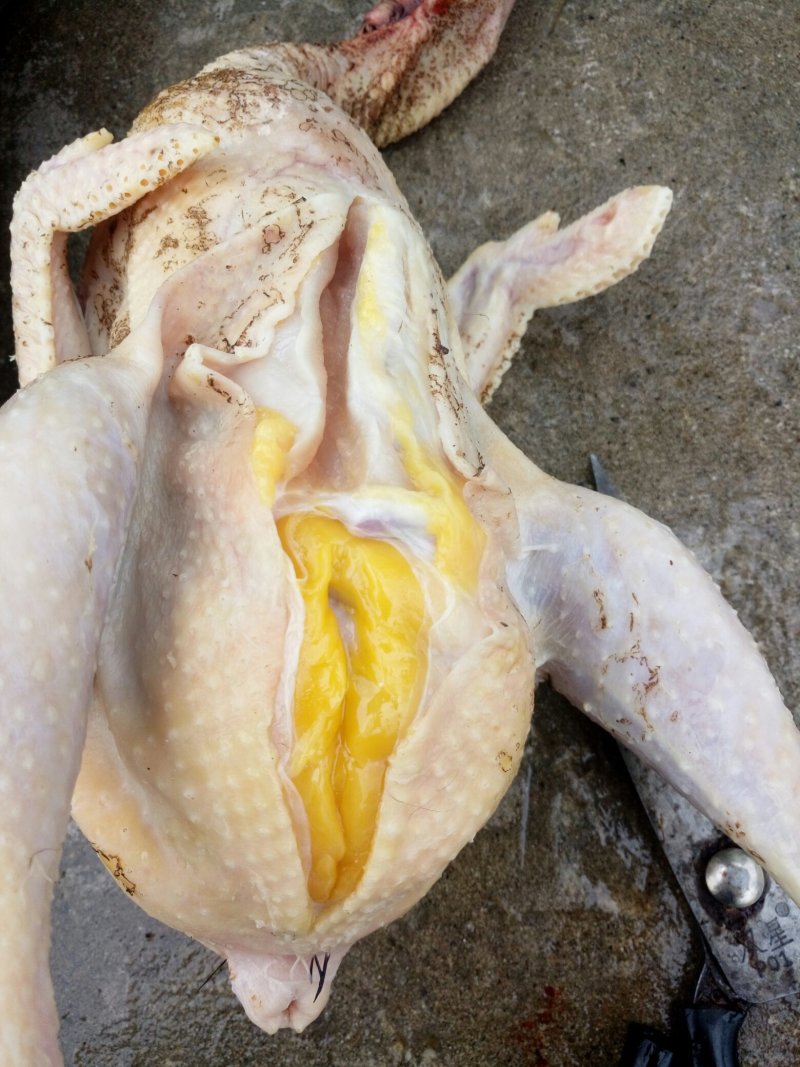 土鸡重庆武隆土鸡自家养殖炖汤味道鲜美肉质紧实欢迎选购