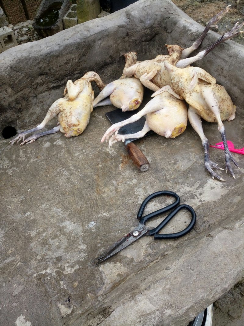 土鸡重庆武隆土鸡自家养殖炖汤味道鲜美肉质紧实欢迎选购
