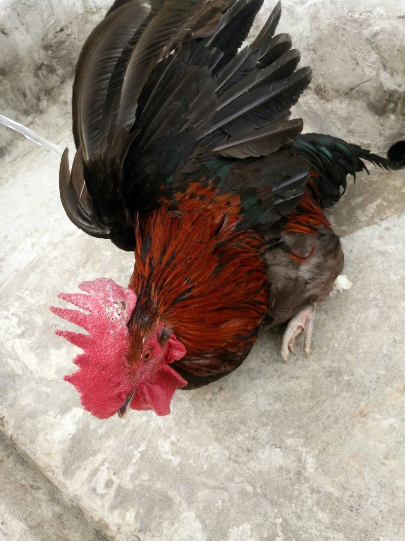 土鸡重庆武隆土鸡自家养殖炖汤味道鲜美肉质紧实欢迎选购