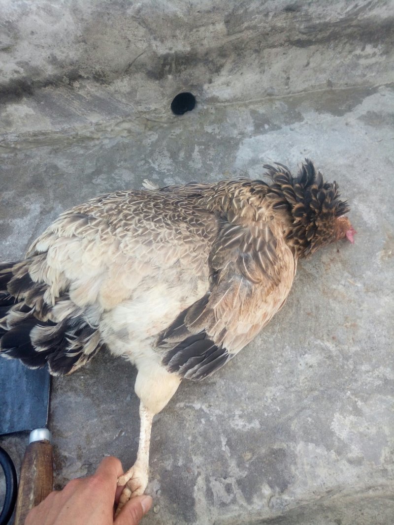 土鸡重庆武隆土鸡自家养殖炖汤味道鲜美肉质紧实欢迎选购