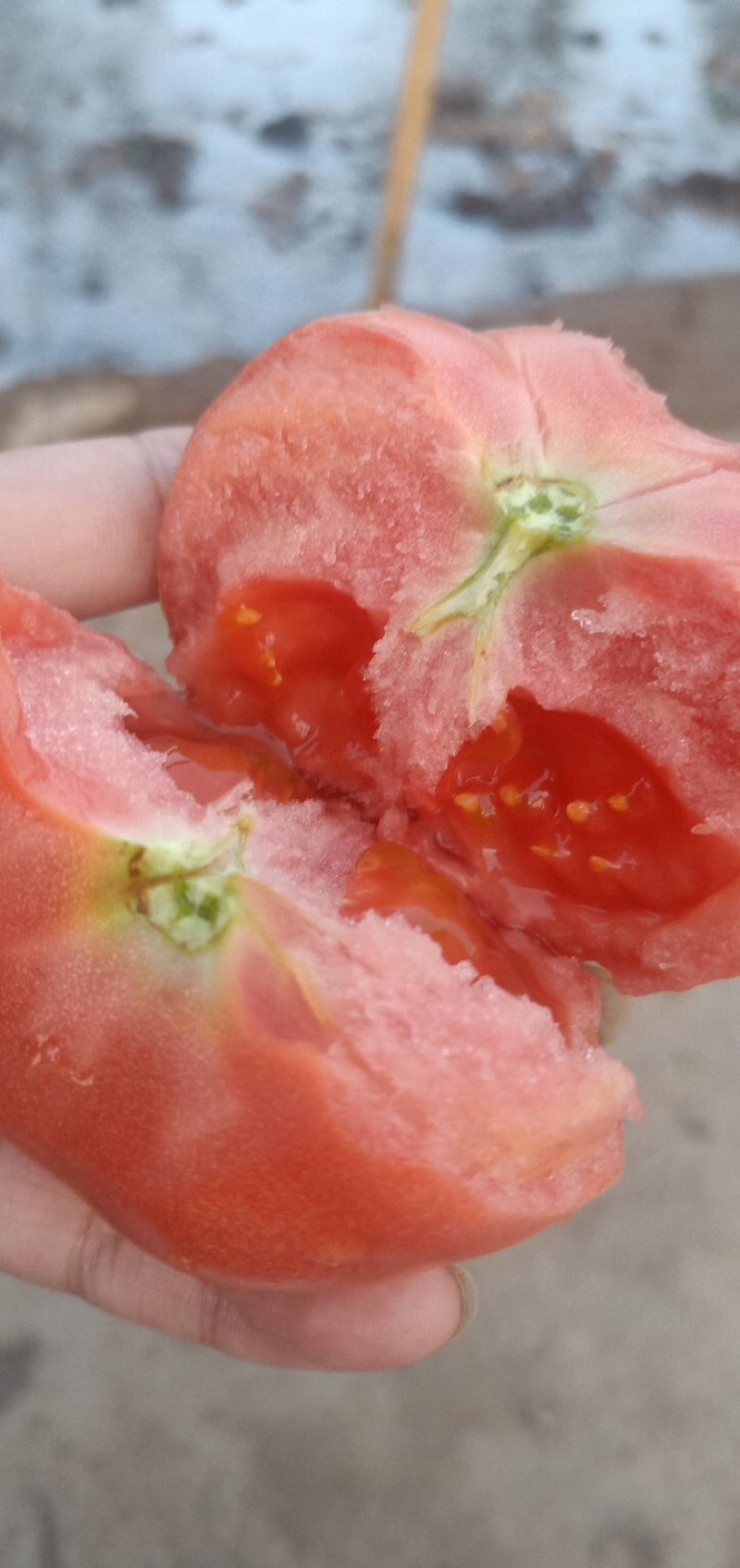 硬粉儿沙瓤西红柿自然成熟河北衡水饶阳可随时看货