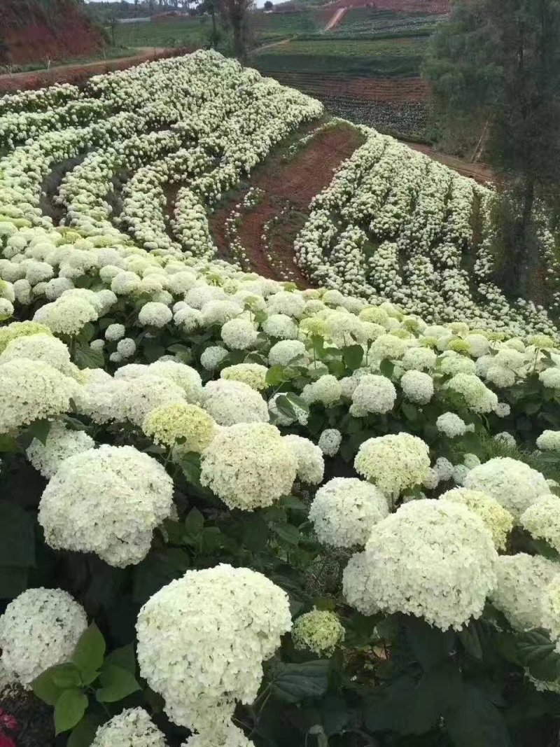 木绣球小苗贝拉安娜，适合盆栽/地栽，适应任何环境
