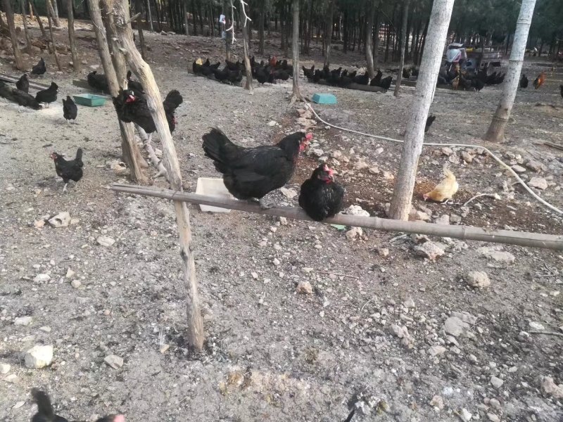 绿壳鸡蛋，纯山里溜达鸡蛋，，不打药，假一赔万