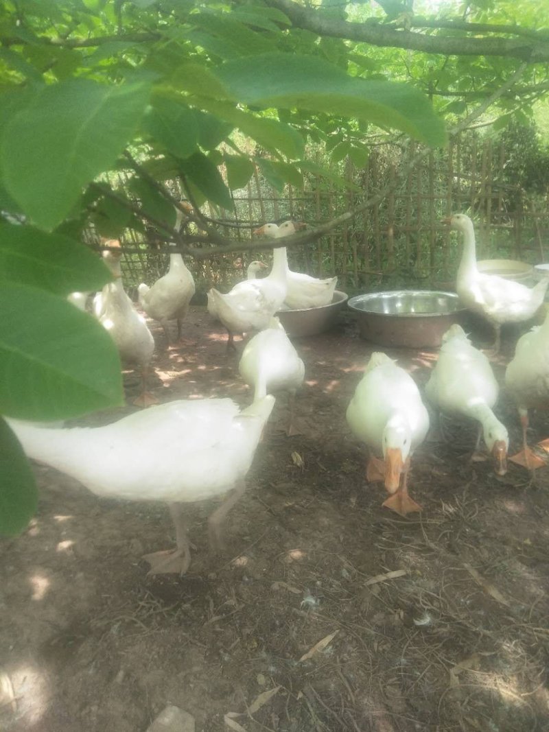 自家散养草鹅