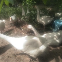 自家散养草鹅