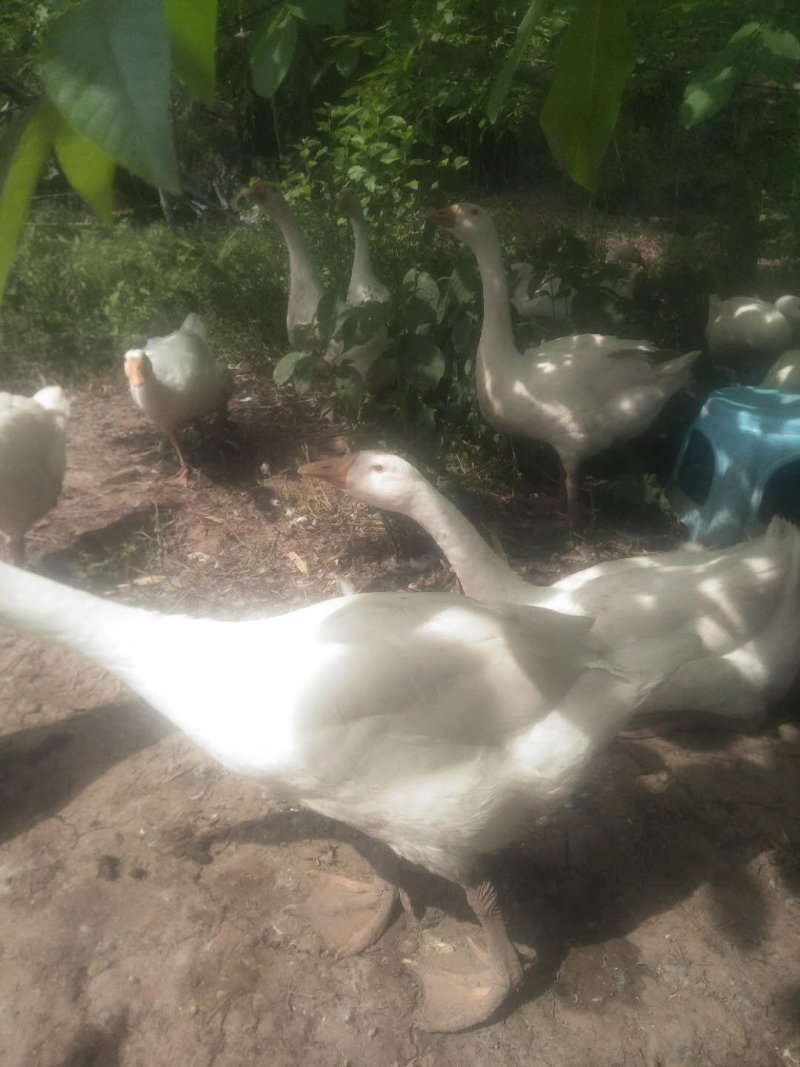 自家散养草鹅