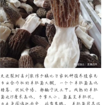 羊肚菌试管母种原种栽培种