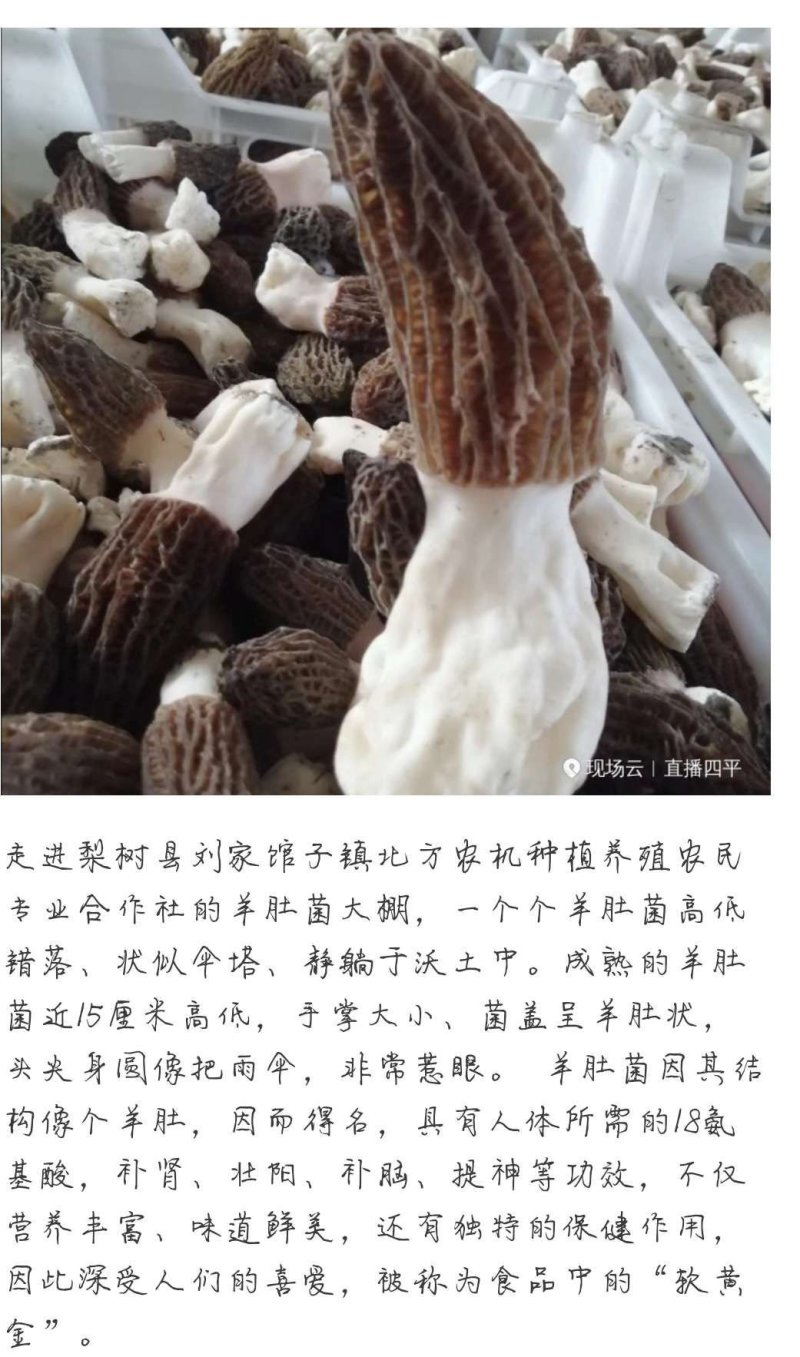 羊肚菌试管母种原种栽培种