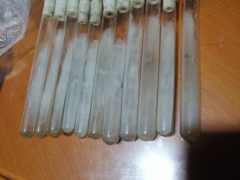 羊肚菌试管母种原种栽培种